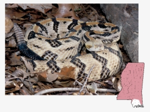 Canebrake Rattlesnake Crotalus Horridus - Ground Rattlesnake Mississippi