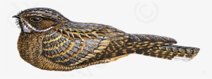 Madagascar Nightjar - Crocodile