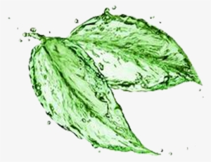 Green Tea Matcha Water Stock Photography - Leaves Made Of Water