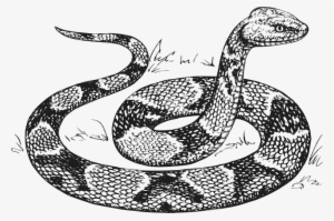 Head, Snake, Drawing, Raised, Scales, Copperhead, Scale - Serpiente Dibujo