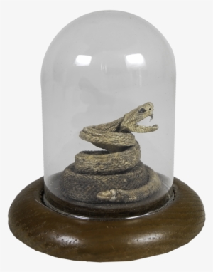 Small Rattlesnake In Glass Casing