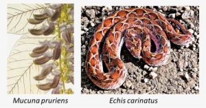 Echis Carinatus - - Lyre Snake