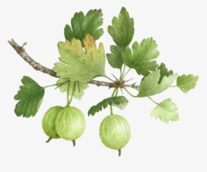 Clip Freeuse Stock Gooseberry Watercolor Painting Illustration - Melon On Vine Png