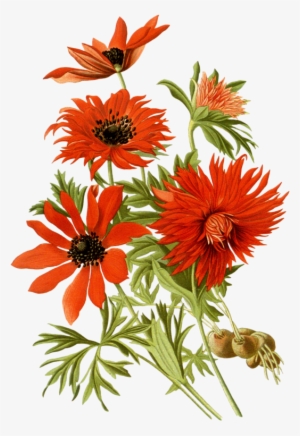 Image Black And White Stock Favorite Flowers Of Garden - Red Flowers Botanical Png