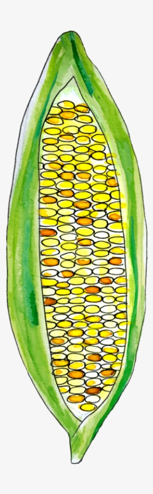 Corn June2018 Lyndsay - Maize