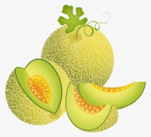 Melon Illustration Green Transprent Png Free Download - Melon Vector