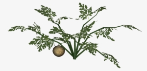 Cantaloupe - Juniper