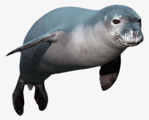 Seal Png