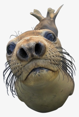 Seal Animal Png Royalty Free Library - Can I Play With Your Phone