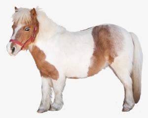 Minnesota Timberwolves Logo Png - Sorrel