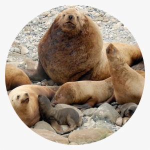 Noaa Stellar Sea Lions - Huge Steller Sea Lion