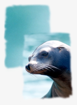 California Sea Lion