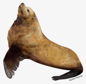 Sea Lion - Lion - 480x337 PNG Download - PNGkit