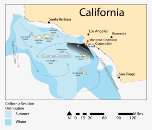 California Sea Lion Distribution - Distribution Of California Sea Lions