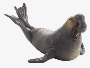 Elephant Seal Png Clipart Transparent - Mojo Sea Elephant