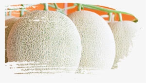 Melon Perfection - Honeydew