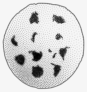 This Free Icons Png Design Of Chocolate Chip Cookie