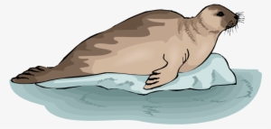 Leopard Seal Clipart Transparent - Seal On A Rock Clipart