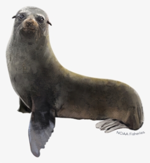 Guadalupe Fur Seal