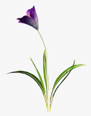 Download Amazing High-quality Latest Png Images Transparent - Purple Flower With Stem Transparent