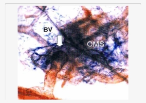 Enzyme Histochemical Staining Of Blood And Lymphatic - Blood Vessel