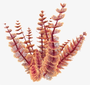 Red Bush Flora - Wiki