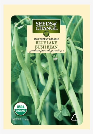 Organic Blue Lake Bush Bean Seeds - Tiger's Eye Bean Plant