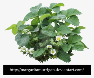 Strawberry Plant Png - Strawberry Bush Transparent