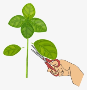 Cut Branches - Cutting Plant Png