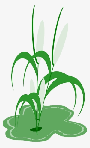 Reed Plant Cob Green Leaves - Planta De Milho Png