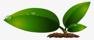 Crecimiento De Hojas