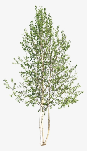Birch Log Png