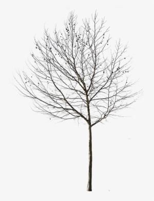 Cut Out Tree Photo With Transparent Background Clipart - Transparent Background Tree Black And White