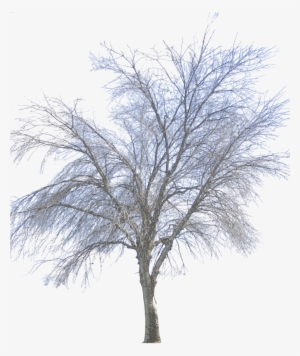 Free Icons Png - Png Winter Tree