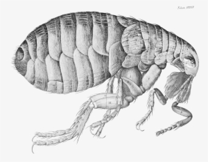 Robert Hooke Flea