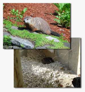 Groundhog Removal Is Very Important In Keeping Foundations - Adair's Animal Nuisance Trapping