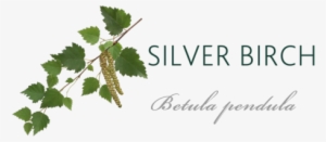 Silver Birch Tree Meaning - Vera Wang Fairy Dust Wedding