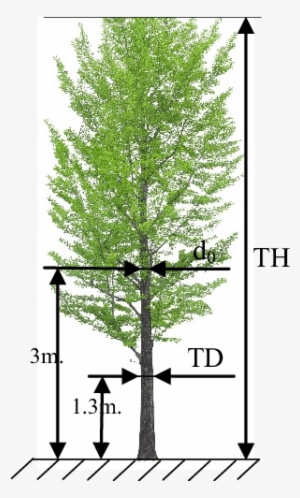 The Model Of Linear Dimensions Of A Tree - Front View Tree Png