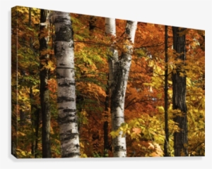 The Colourful Leaves And Birch Tree Trunks In Algonquin - Colourful Leaves And Birch Tree Trunks In Algonqu