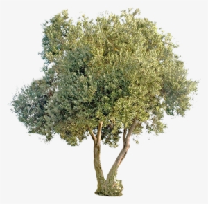 Fruitless Olive