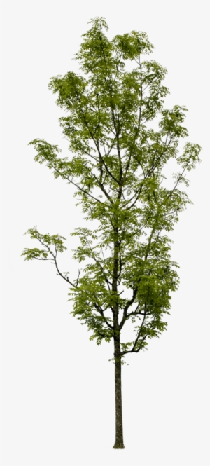 Fraxinus Excelsior - Fraxinus Excelsior Photoshop