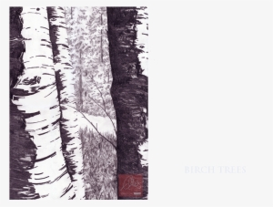 002 Forest Drawing Birch Trees - Drawing