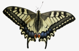 Butterfly Png - Swallowtail Butterfly