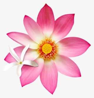 B15 Jslo - Sacred Lotus