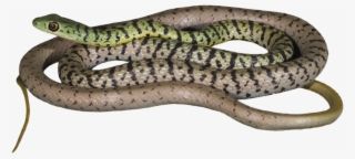 How Would This Information About Snakes And Reptiles - Serpent