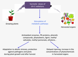 Summary Of The Expected Effects Of Hormetic Doses Of - Getting To Know Plants