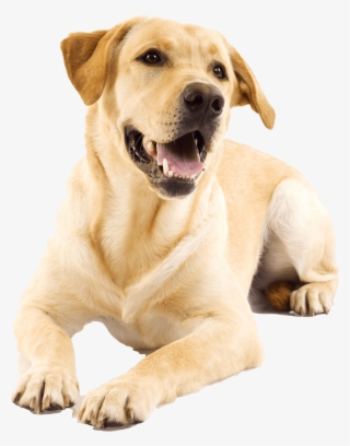 Cat Puppy Pet Veterinarian Golden Retriever Transprent - Cleaning Dogs Ears 1