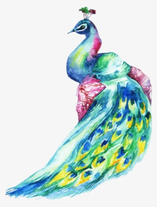 Photos Of A Peacock - Watercolor Peacock