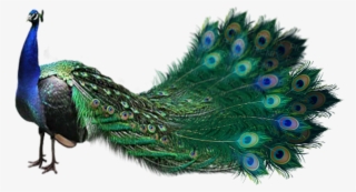 Report Abuse - Peafowl