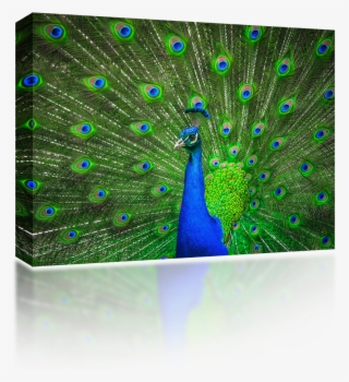 Peafowl
